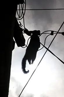 Eric Lindgren: Brush-tailed Possum - dead female electrocuted