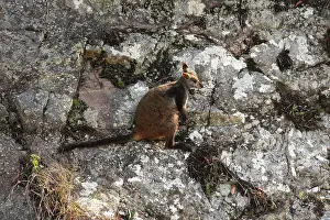 010818: Brush-tailed Rock-Wallaby