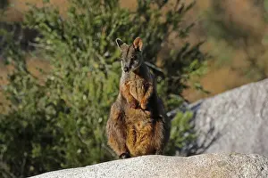 010818: Brush-tailed Rock-Wallaby