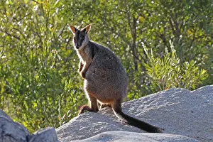 010818: Brush-tailed Rock-Wallaby