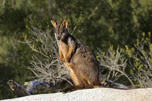 010818: Brush-tailed Rock-Wallaby