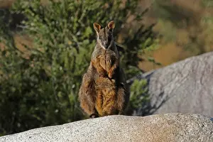 Wallaby: Brush-tailed Rock-Wallaby