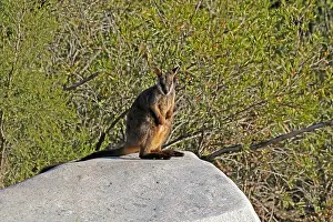 Wallaby: Brush-tailed Rock-Wallaby