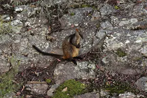 Wallaby: Brush-tailed Rock-Wallaby