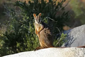 Wallaby: Brush-tailed Rock-Wallaby