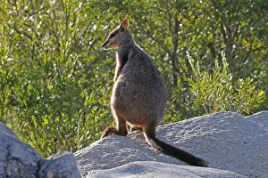 Wallaby: Brush-tailed Rock-Wallaby