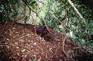 Builder: Brush Turkey making nest