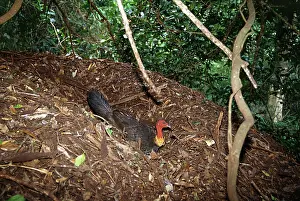 Builder: Brush Turkey making nest