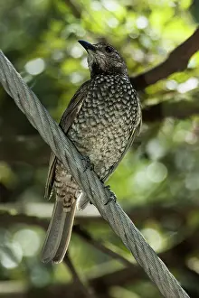 Werribee: Brush Wattlebird