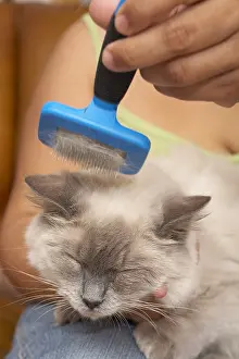 Ragdoll: Brushing of an adult Ragdoll