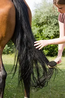 Backs: Brushing the tail of a horse France