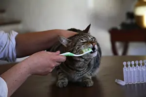 Hooks: Brushing teeth of a cat
