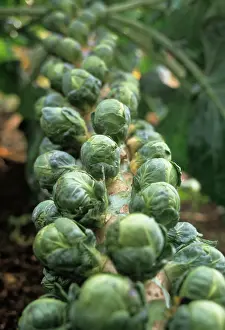 Brussel: Brussel Sprout