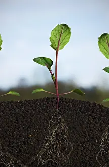 Leadership: Brussel Sprout