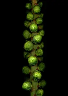 Brussel: Brussel Sprout