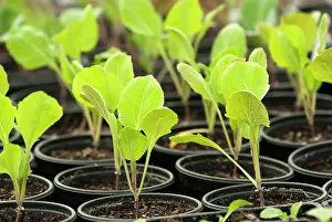Sprouting: Brussel sprout, Brassica oleracea var. gemmifera