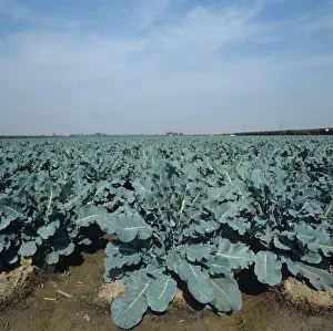 Sprouts: Brussel sprout crop
