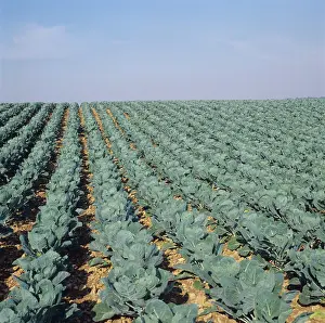 Sprouts: Brussel Sprout crop