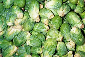 Sprouts: Brussel Sprouts