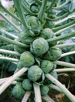 Sprouts: Brussel Sprouts
