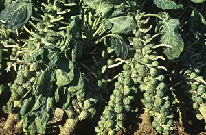 Sprouts: Brussel Sprouts