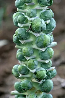 Sprouts: Brussel sprouts - growing on stalk
