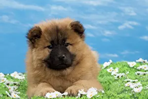 Brussels: Brussels Griffon