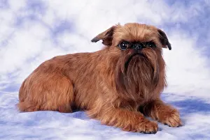 Brussels: Brussels Griffon Dog
