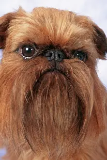 Brussels: Brussels Griffon Dog - close-up of head