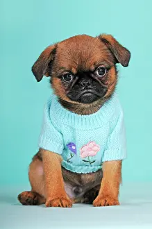 Brussels: Brussels Griffon, puppy, red, 9 weeks, wears light