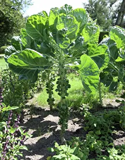 Leafy: Brussels Sprouts