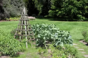 Leafy: Brussels Sprouts