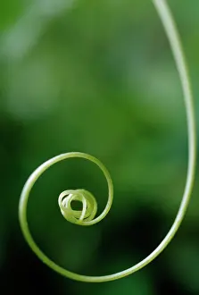 Dioica: Bryony