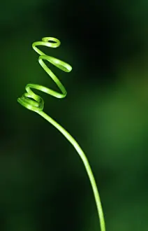 Dioica: Bryony