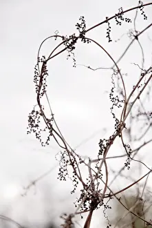 Curved: Bryony