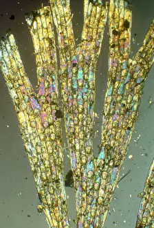 Emma Coghlan: Bryozoa - microscopic, x10 magnification