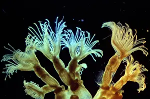 Emma Coghlan: Bryozoa - moss animals