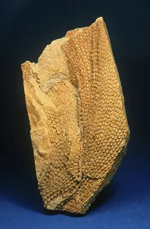Permian: Bryozoan Fossil