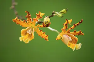 Montserrat: Brys's schomburgkia (Myrmecophila brysiana), Montserrat