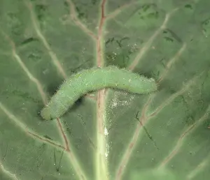 Treated: BT treated caterpillar