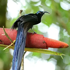 Barat: Buah Merah