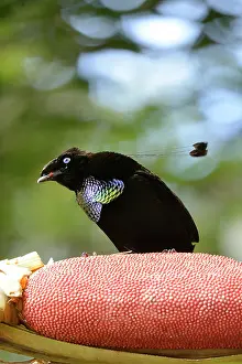Barat: Buah Merah
