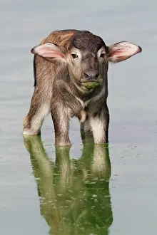 Infant: Bubalus arnee f. bubalis, water buffalo, Asian water