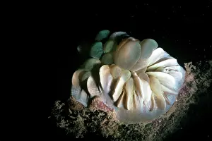 Sinuosa: BUBBLE CORAL