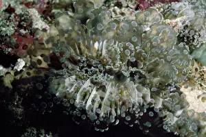Euphyllia: Bubble Coral