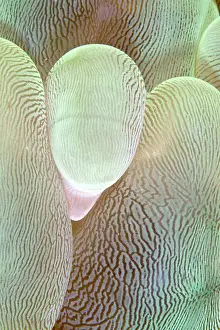 Puzzle: Bubble Coral