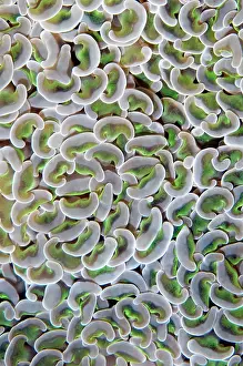 Ancora: Bubble Coral