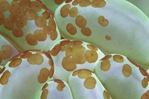 Flatworm: Detail of bubble coral (Plerogyra sinuosa), with