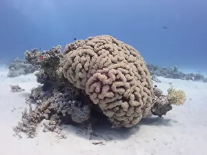 Egypt: Bubble coral (Plerogyra sinuosa), dive site House