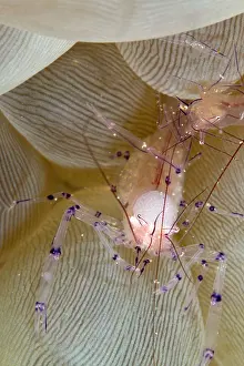 Shellfishes: Bubble Coral Shrimp